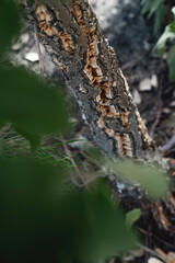cork tree bark nature