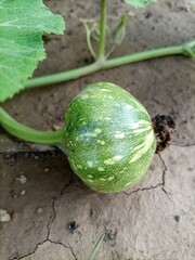 Fresh organic pumpkins are growing in kitchen garden