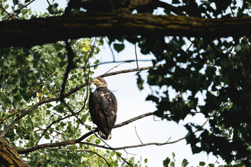 bald eagle juvenile in tree