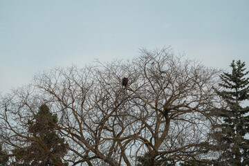 bald eagle on a tree