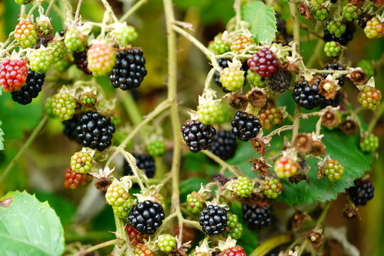 Wild blackberries (Rubus Rosoideae) growing in northern Germany in July, partially ripe, sweet and black. The twigs are full of thorns and barbs. Garbsen, Germany.