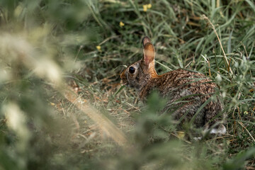 rabbit bunny in grass