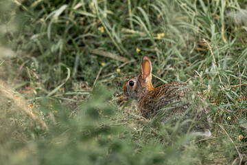 rabbit bunny in grass