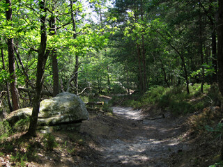 Fontainebleau Forest near Barbizon, France