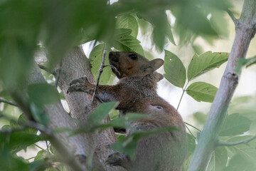 squirrel with a wound in her coat