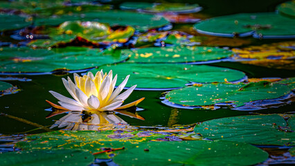 White Lotus Flower on Water.  A calm day at Chenango State Park in Upstate NY.  Water lilies, as I call them, bloom by the Lilly pads on the Lake in August while I'm enjoying Summer.