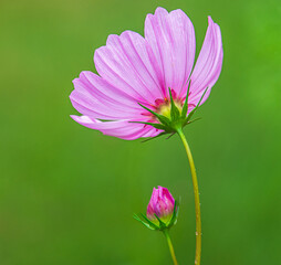 Pretty Pink Cosmos Flower with a Small Pink Flower Bud on a Green Texture Background - Flower Underside with a Pink Bud