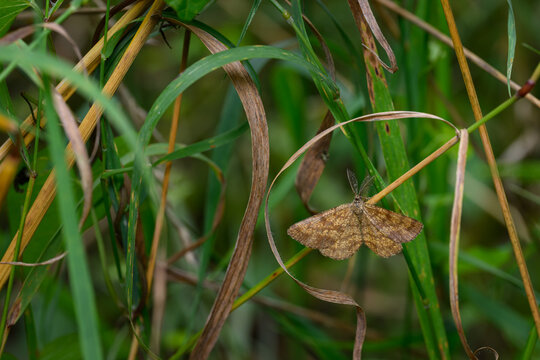 A willow shrike butterfly outdoors on the grass.
