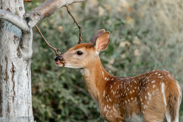 baby deer portrait animal green nature