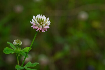 White clover flower outdoors in nature.
