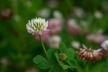 White clover flower outdoors in nature.
