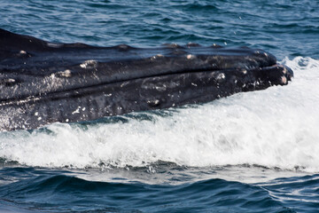 Fototapeta premium humpback head