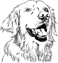 Black and white drawing of a Golden Retriever dog
