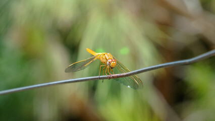 Close-Up Photograph of a Dragonfly on a Wire in Nature