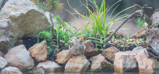 Wild Sparrow Perched Among Rocks and Greenery by a Pond