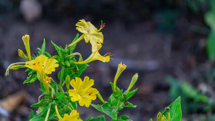 Yellow Flowers Blooming in a Garden Setting Nature Background