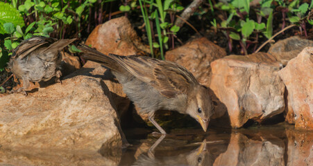 Sparrows Drinking Water by a Natural Stone Pond
