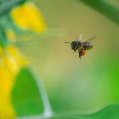 Close-Up of Honey Bee in Flight Near Sunflower