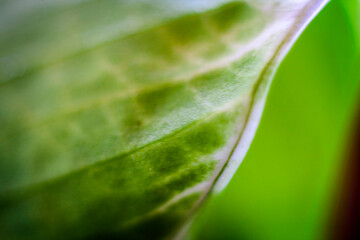 green leaf macro