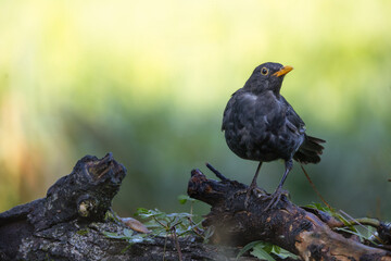 Amsel (Turdus merula) sitzt auf Ast und sieht sich um