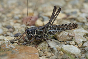 Closeup on a large dark colored European Southern wartbiter or White-faced Bush-Cricket, Decticus albifrons, sitting on the ground