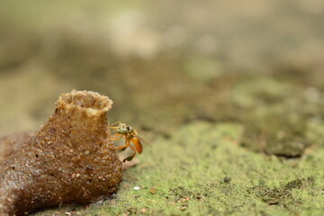 tiny melipona bee climbing to nest with green moss background