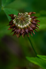 Clover and faded flower in detail.