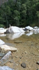 stream in the forest