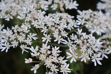 Tiny Flowers