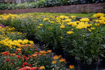 Obraz premium a collection of beautiful yellow and red blooming flower plants in a sunny garden area