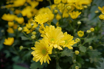 beautiful yellow blooming flowers with green stems photographed with narrow focus.