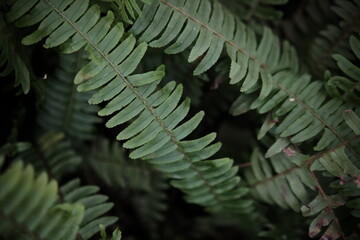 green leaves with aesthetic shadows