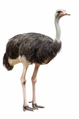 A large ostrich stands on a white background. The bird is the main focus of the image, and its size and posture give it a commanding presence. The white background emphasizes the bird's dark feathers