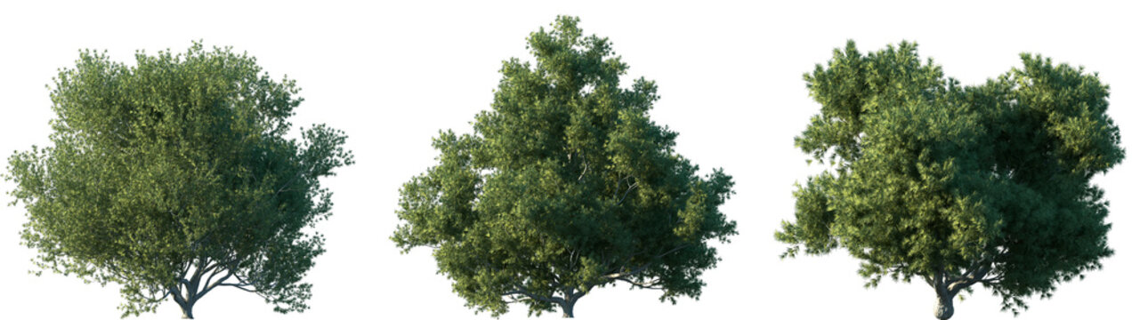 Set of 3 Juniperus oxycedrus (Cade, cade juniper, prickly juniper, prickly cedar) frontal set street trees isolated png in sunny daylight on a transparent background perfectly cutout