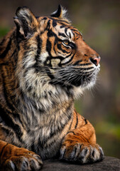 A close up of a Sumatran Tiger
