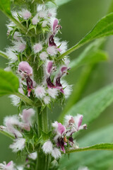 Vertical closeup on the fluffy flowers of the Common Motherwort wildflower, Leonurus cardiaca in the garden