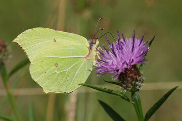 Closeup on a green European Brimstone butterfly, Gonepteryx rhamni, drinking nectar from a purple knapweed flower