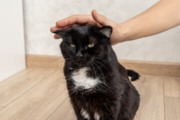 Naklejka premium Male hand petting black cat. Disgruntled cat