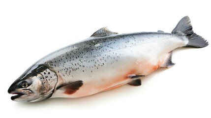 Fototapeta premium raw salmon, fish isolated on white background, full depth of field 