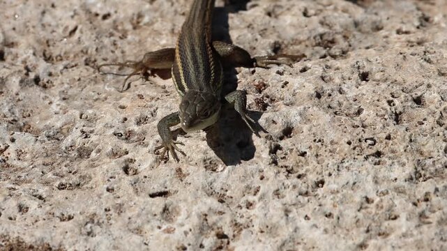 Lagartija Psammodromus algirus corriendo hace una parada en el camino, Alcoy, Espa&ntilde;a