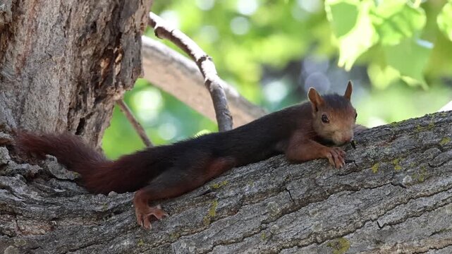 Ardilla roja (Sciurus vulgaris) joven intentando camuflarse sobre tronco de &aacute;rbol sin conseguirlo del todo, Alcoy, Espa&ntilde;a
