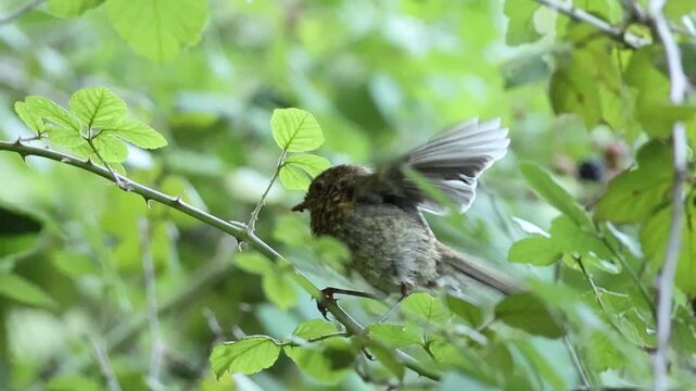 Polluelo de petirrojo europeo, Erithacus rubecula, posado en rama de zarzamora sale volando, Alcoy, Espa&ntilde;a