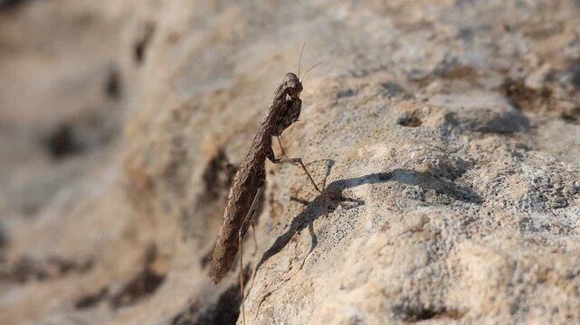 Mantis enana mediterranea, Ameles decolor, inmovil esperando una presa, Alcoy, Espa&ntilde;a
