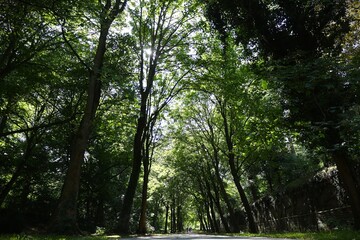 Bois de LILLE
