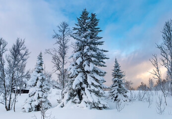 Panorama of Winter snowy forest with icy branches. New Year and Christmas background