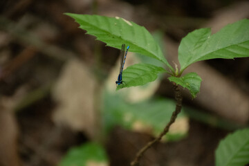 Libélula pousada na folha