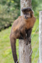 Macaco sobre a cerca