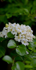 Close up orange jasmine (Murraya paniculata) flower blooming in house garden. Beautiful and freshness white flowers in natural background.