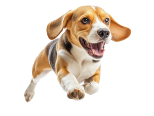 A joyful beagle dog leaping in mid-air, showcasing its playful spirit and energy. Perfect for animal and pet themes.