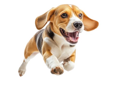 A joyful beagle dog leaping in mid-air, showcasing its playful spirit and energy. Perfect for animal and pet themes.